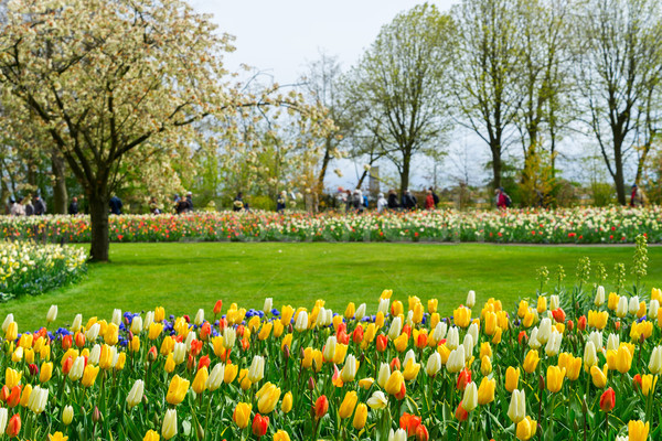 Formal spring garden Stock photo © neirfy