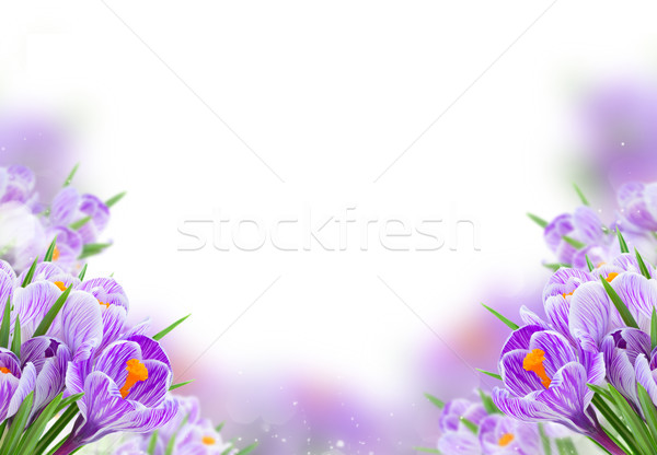 Violet şofran flori alb primăvară fundal Imagine de stoc © neirfy
