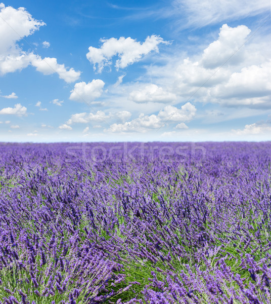 Lavender summer field Stock photo © neirfy