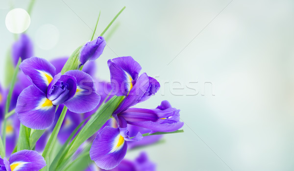 Foto d'archivio: Blu · fiori · fresche · bokeh · banner · fiore