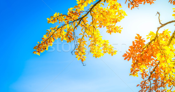 Foto stock: Vibrante · caída · follaje · amarillo · nuez · árbol