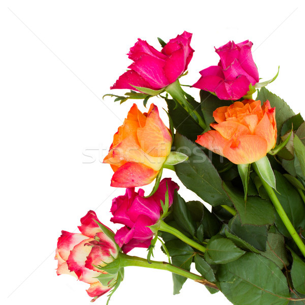 pile of orange and mauve roses Stock photo © neirfy