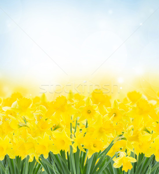 spring narcissus garden Stock photo © neirfy