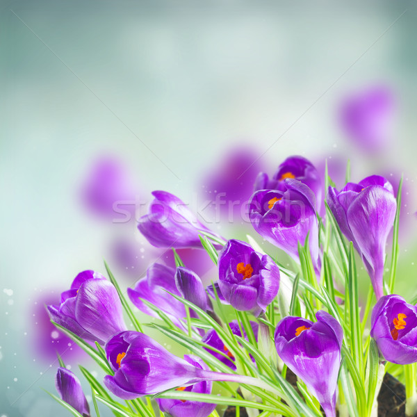 Zdjęcia stock: Wiosną · śniegu · kwiaty · bokeh · niebieski · Wielkanoc
