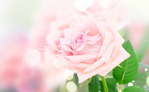 Pink blooming roses Stock photo © neirfy