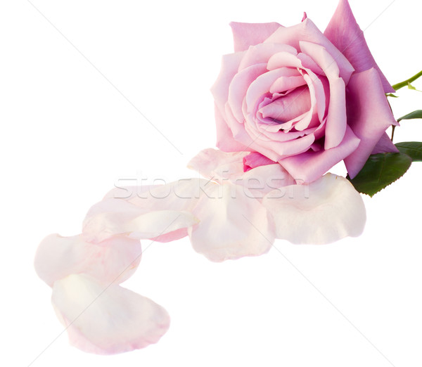 Egy mályvaszínű rózsaszirmok izolált fehér virág Stock fotó © neirfy