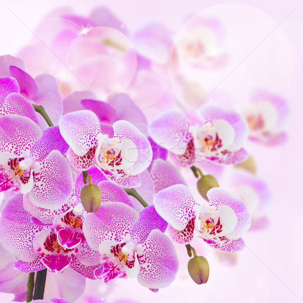 Stock photo: pink  orchid branch close up