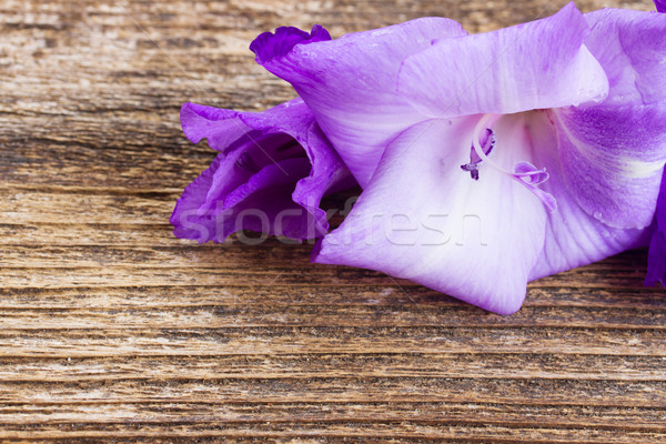 gladiolus flowers Stock photo © neirfy