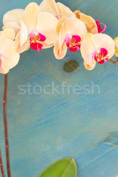 Narancs orchidea ág friss orchideák kék Stock fotó © neirfy