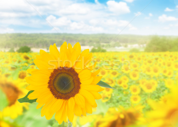 Field of sunflowers Stock photo © neirfy