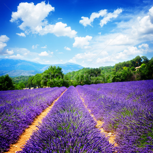 Lavender field Stock photo © neirfy