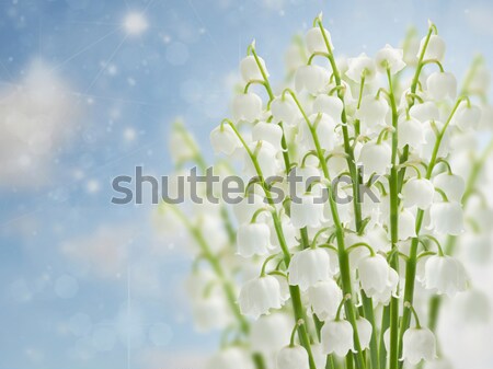 lilly of the valley flowers Stock photo © neirfy