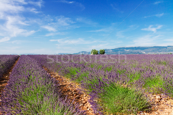 Campo de lavanda planalto verão blue sky nuvens França Foto stock © neirfy