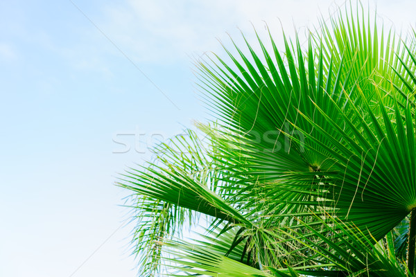 Palms in blue sky Stock photo © neirfy