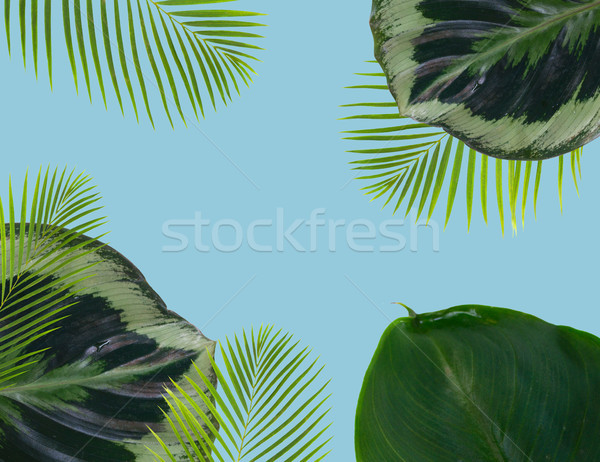 [[stock_photo]]: Fraîches · feuilles · vertes · feuille · de · palmier · vert · exotique · tropicales