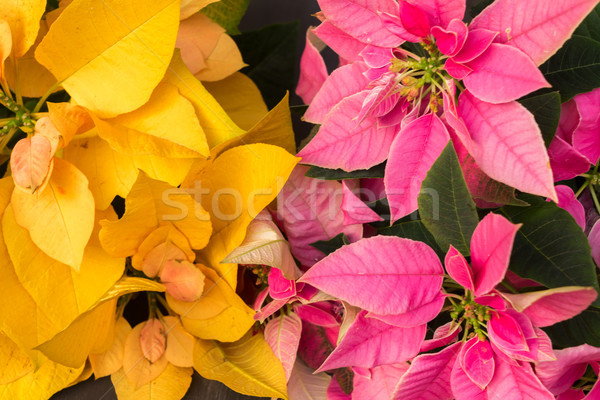 christmas star flowers Stock photo © neirfy