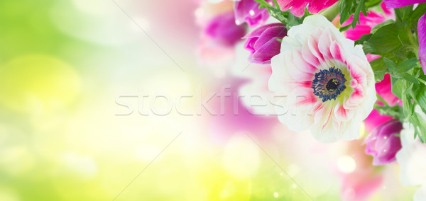 anemone flowers  Stock photo © neirfy