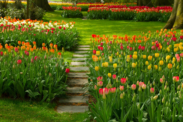 Piatră cale grădină proaspăt flori de primăvară flori Imagine de stoc © neirfy