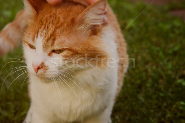 Foto stock: Rojo · gato · caminando · hierba · verde · retro