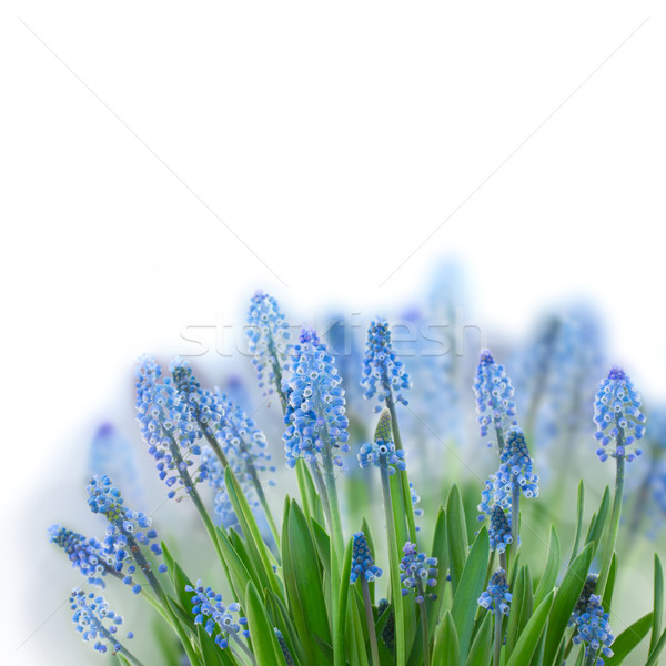 Muscari flowers  Stock photo © neirfy