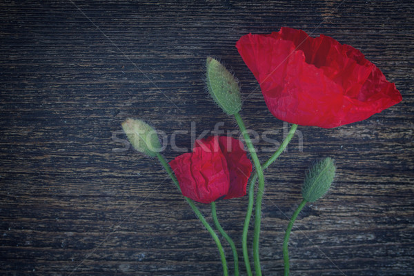 Poppy flowers Stock photo © neirfy