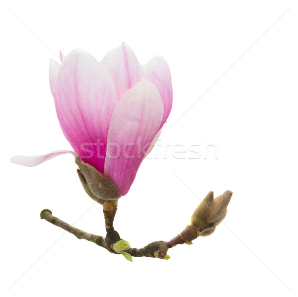 Magnolie roz flori crenguta izolat Imagine de stoc © neirfy