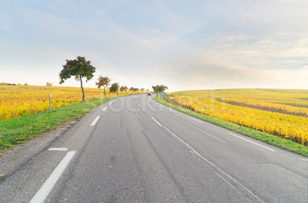 Wine route of Alsace Stock photo © neirfy