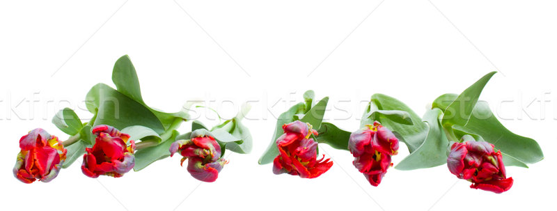 Rood papegaai tulpen grens geïsoleerd witte Stockfoto © neirfy