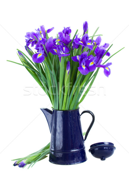 blue irise flowers in pot Stock photo © neirfy
