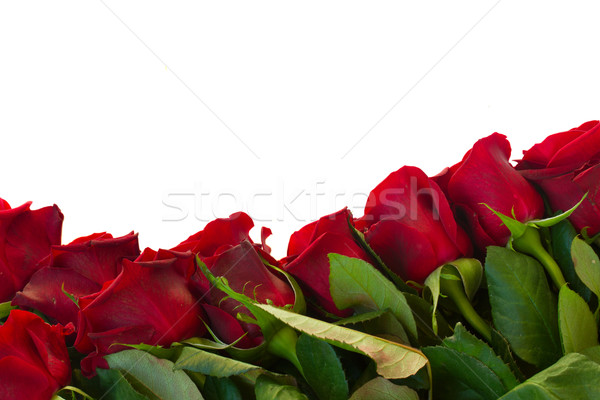 border of fresh crimson red  garden roses Stock photo © neirfy