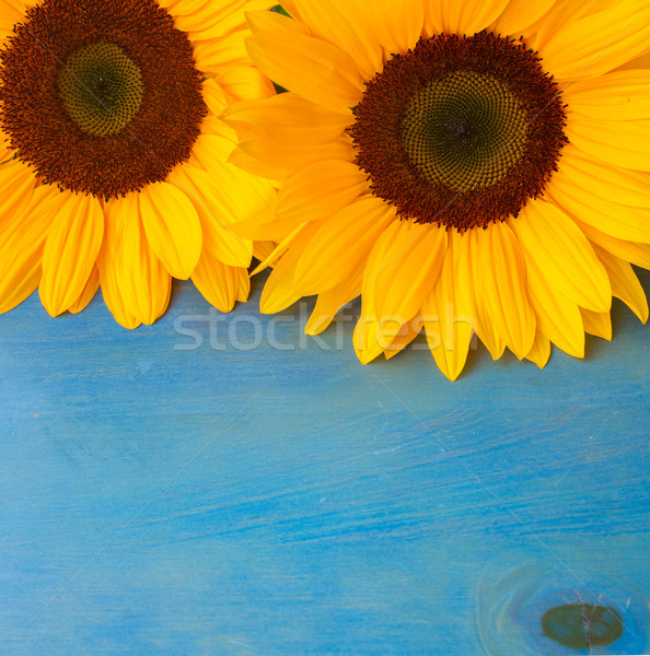 bight sunflowers Stock photo © neirfy