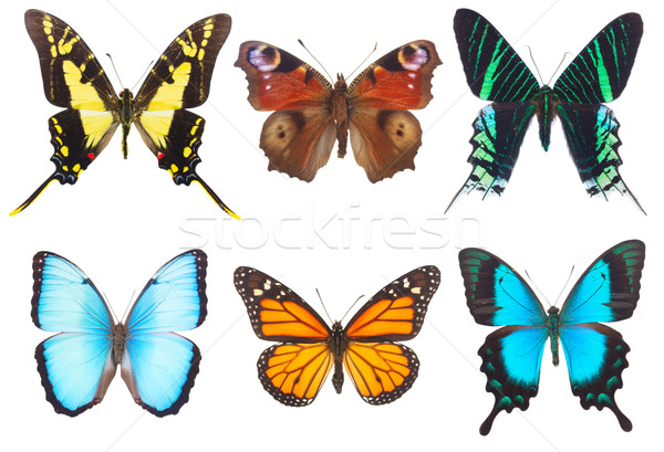 Stockfoto: Tropische · vlinders · grens · ingesteld · geïsoleerd · witte