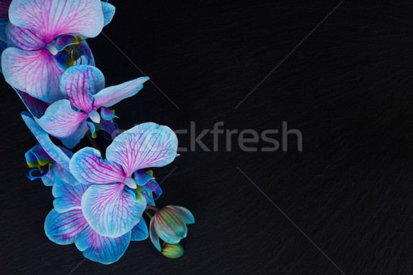 Bunch of violet orchids  Stock photo © neirfy