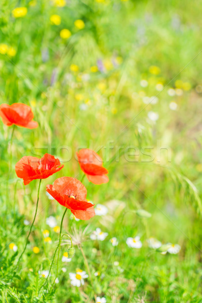 Summer poppy filed Stock photo © neirfy