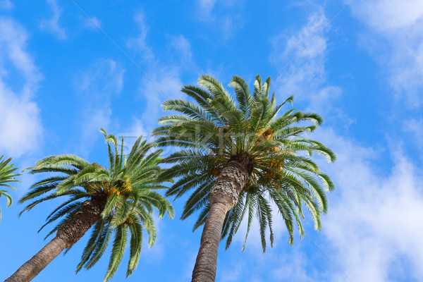 Palmas in blue sky Stock photo © neirfy