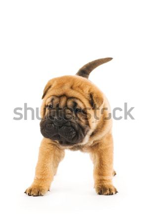 Funny sharpei puppy isolated on white background (studio shot) Stock photo © Nejron