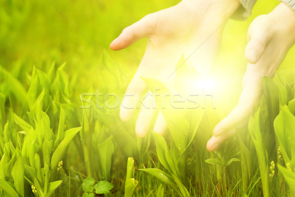 Human hands touching green grass. Beautiful shining betweet them Stock photo © Nejron