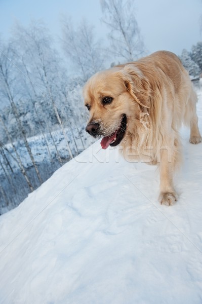 Portrait drôle golden retriever chien forêt neige [[stock_photo]] © Nejron