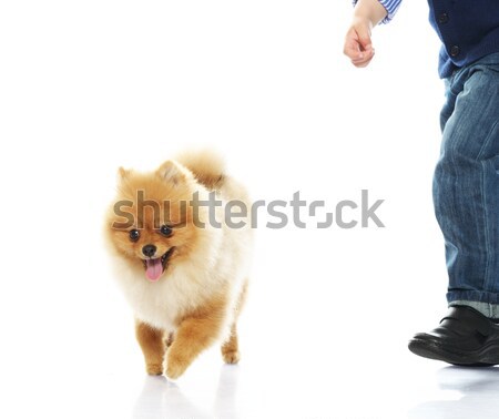 Foto stock: Pequeño · funny · nino · perro · fondo · jóvenes