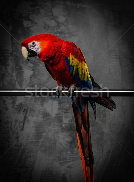 Colourful parrot sitting on a perch  Stock photo © Nejron