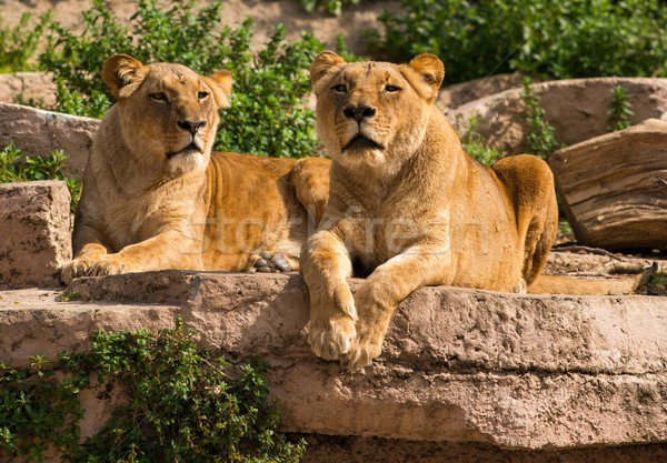 Tow gorgeous lioness in natural habitat Stock photo © Nejron