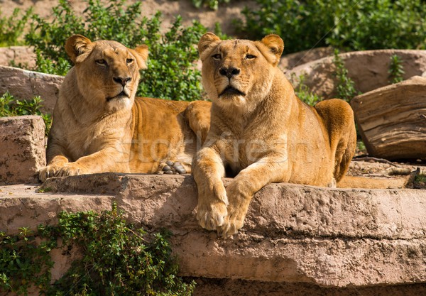 Natural habitat natură gură Africa Imagine de stoc © Nejron