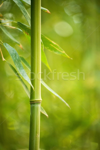 Primo piano bambù impianto abstract foglia giardino Foto d'archivio © Nejron