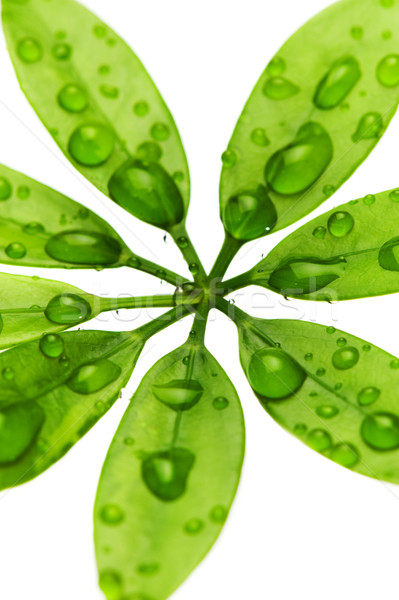 Сток-фото: капли · воды · свежие · зеленые · листья · изолированный · капли