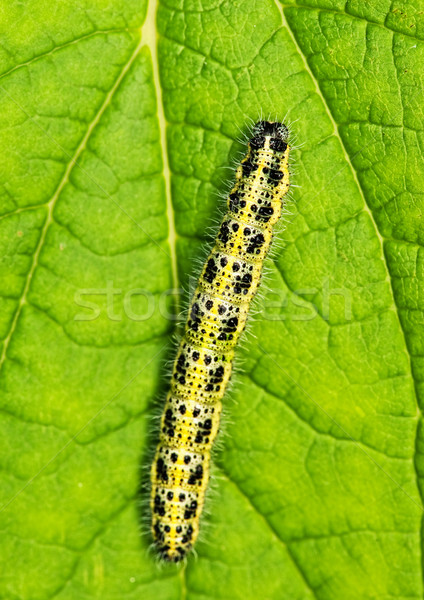 Caterpillar sleeping on a green leaf

 Stock photo © Nejron