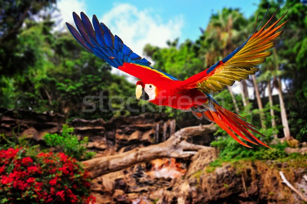 Colourful flying parrot in tropical landscape Stock photo © Nejron