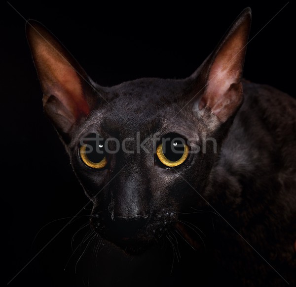 Black Cornish Rex cat Stock photo © Nejron