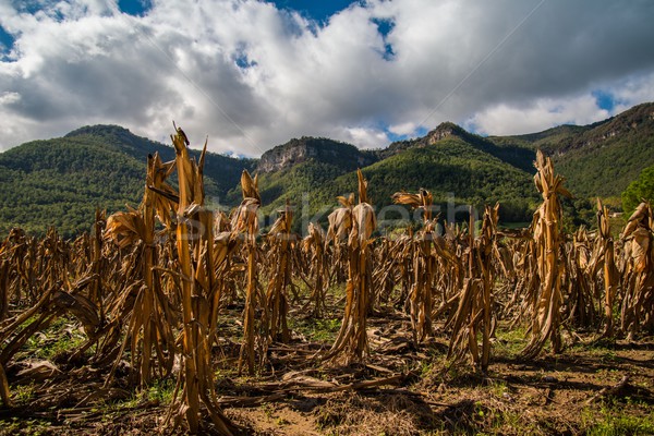 Dry maize field view Stock photo © Nejron