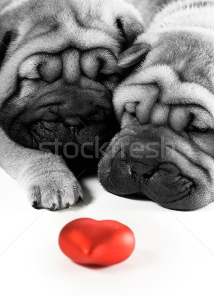 Due sharpei cuccioli amore texture nero Foto d'archivio © Nejron