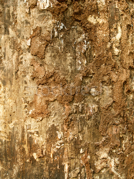 Wooden texture Stock photo © Nejron